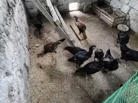 Chickens — รูปภาพ 2