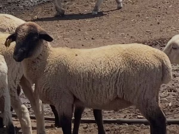 Montone, Hampshire sheep