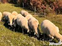 Baran, Owce — zdjęcie 3