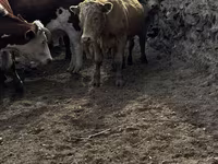 گاو نر, گاو سفیدسر قزاقستانی — عکس 8