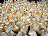 American Pekin — photo 2