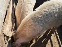 ሴት አሣማ, Pigs — ፎቶ 2