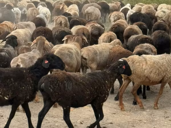 میش, Hissar sheep