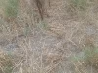 Domba betina, Sheep — foto 7
