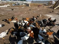 Chickens — foto 2