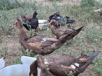 Domestic Muscovy — foto 4