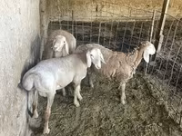 公羊, Sheep — 照片 5