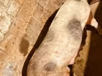 แม่สุกร, หมู — รูปภาพ 1