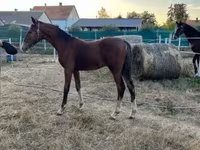 Hingst, Dutch warmblood horse — foto 8
