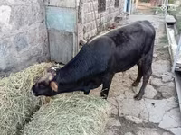 Toro, Bovini — foto 3