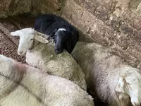 Montone, Pecore — foto 8