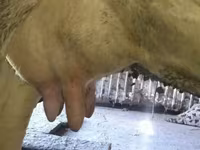 Lembu jantan, Russian Black pied cattle — foto 7