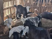 Kambing betina, Goats — foto 5