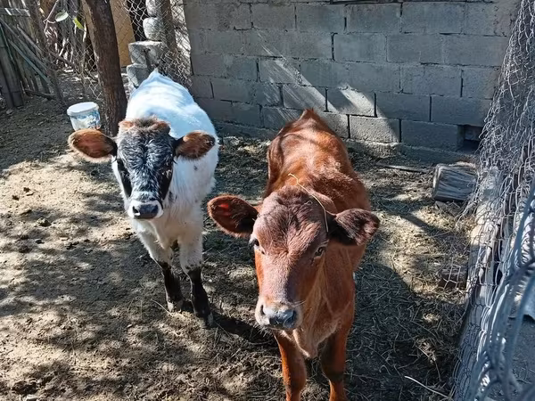 İnek, Belçika Mavisi