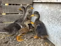 Ducks — 1. fotó