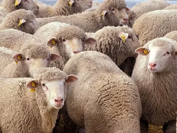 በግ, Sheep