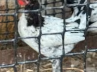 Chickens — photo 2