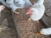 Chickens — 사진 1
