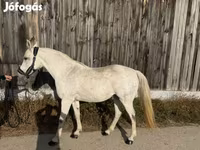 Klisna, Shagya — foto 5