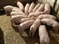 Schweine (Partie, Geschlecht nicht angegeben), Гипор — Foto 1