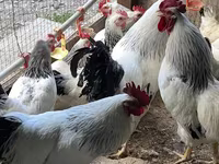 አድለር ሲልቨር — ፎቶ 1