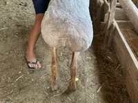 Koç, Arashan sheep — foto 5