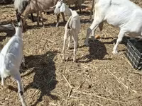 बकरी, Nubian Goat — फ़ोटो 4