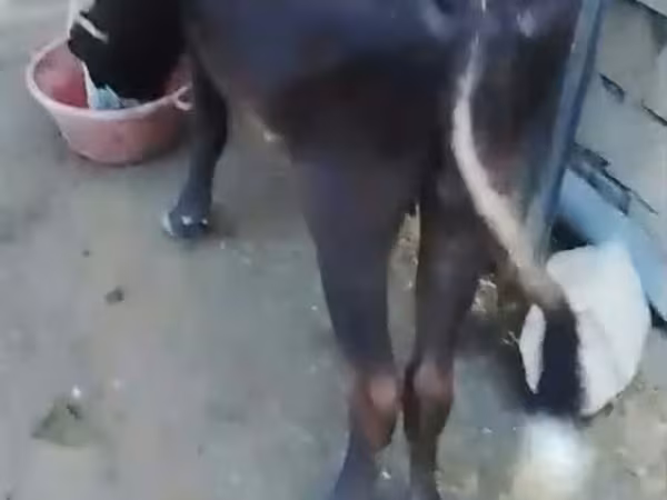 Mucca, Bovini