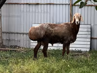 Montone, Rhon sheep — foto 5