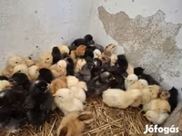 Chickens — عکس 3