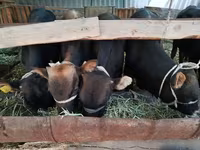 Toro, Swiss cattle — foto 1