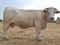 Ko, Charolais cattle — foto 6