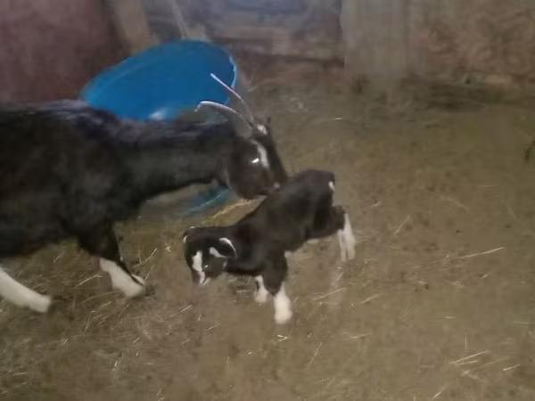 Goat, Alpine goat