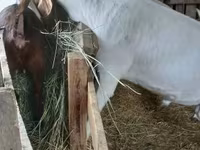 Ziegenbock, Boer goat — Foto 4