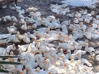 Ducks — عکس 1