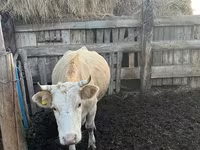 Ko, Simmental cattle — foto 5