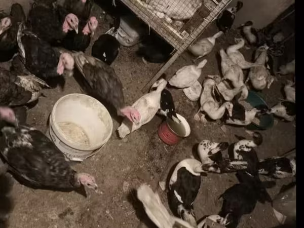 Turkeys