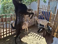 Jarac, Beetal goats — fotografija 4