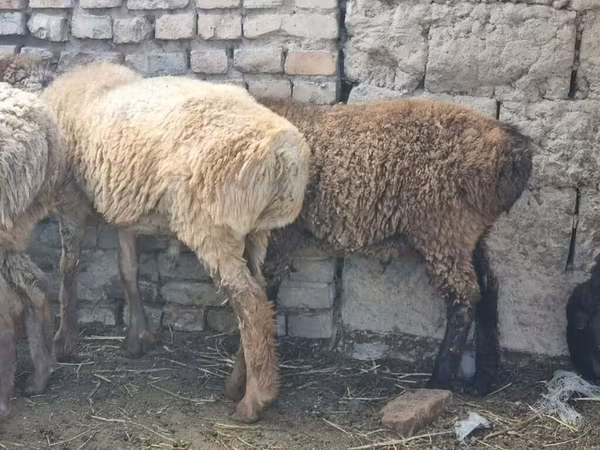 بھیڑ, Tian-Shan semifinewool sheep