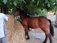 Cavallo, Cavalli — foto 2