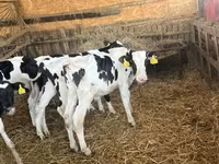 Tyre, Russian Black pied cattle — foto 6