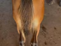公马, Rocky Mountain Horse — 照片 3