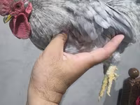 Chickens — รูปภาพ 5