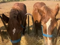 Kuda jantan, Hungarian horse breed — foto 2