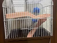 Hamster və ya kiçik gəmiricilər üçün tam dəst: - İki mərtəbəli qəfəs — foto 2