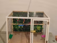 Papuqay,dovşan,hamster,şinşila,bildirçin,cücə,xamyak,pişik,quş,tısbağa — عکس 1