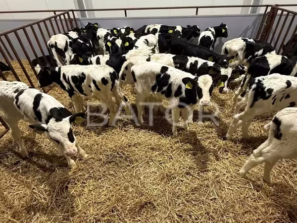 Lo’ (xirmo, jins lama sheegin), Simmental cattle