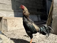 Chickens — عکس 5