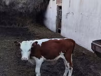 วัวตัวผู้, Swiss cattle — รูปภาพ 2