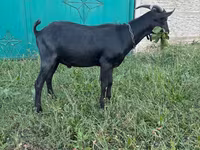 Bak, Murcia-Granada goats — 3. fotó